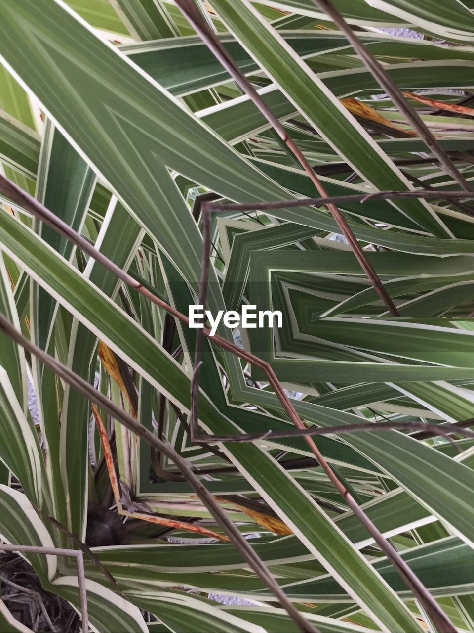 HIGH ANGLE VIEW OF SUCCULENT PLANTS ON LAND