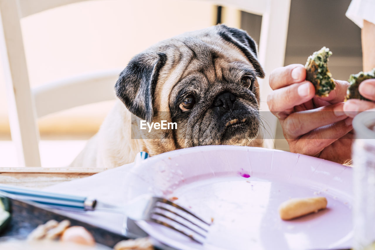 Midsection of person holding small dog on table