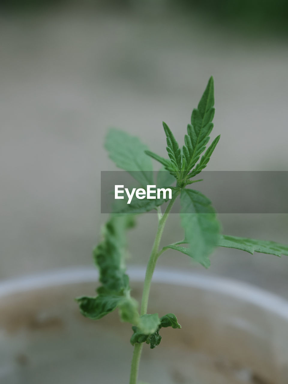 green, leaf, plant, plant part, nature, close-up, growth, plant stem, no people, food and drink, flower, food, herb, focus on foreground, produce, macro photography, freshness, outdoors, day, selective focus, beauty in nature, medicine, tree, soil, herbal medicine, healthcare and medicine