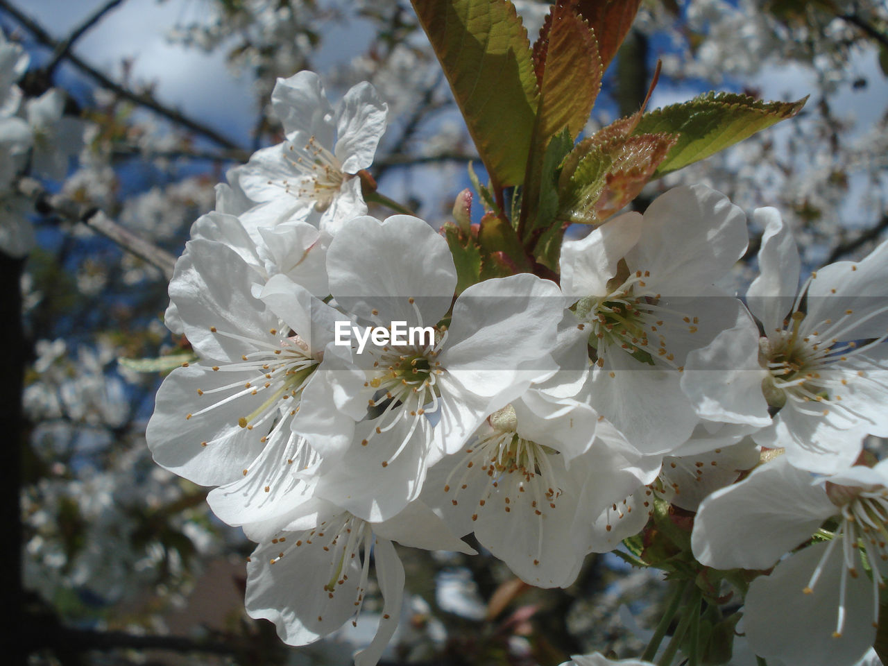 HIGH ANGLE VIEW OF WHITE FLOWERS BLOOMING IN PARK