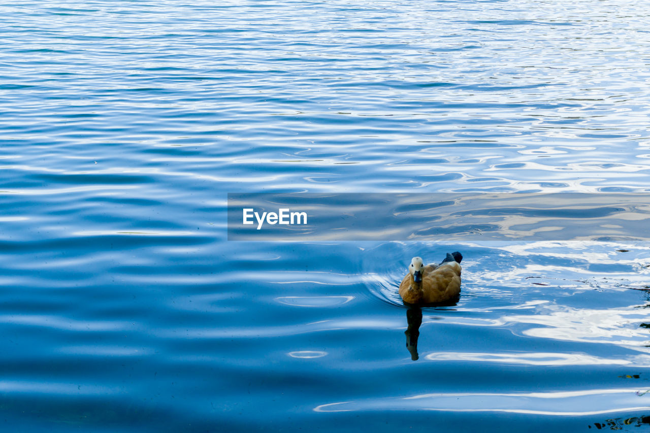 animal, animal themes, water, animal wildlife, wildlife, one animal, sea, reflection, bird, no people, nature, swimming, ocean, rippled, duck, day, high angle view, outdoors, blue, beauty in nature, water bird