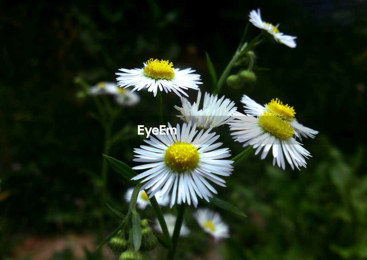 Close-up of white flowers blooming outdoors