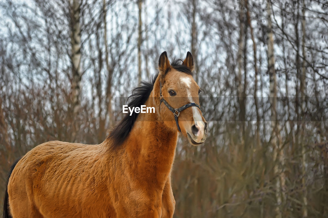 VIEW OF A HORSE ON THE GROUND