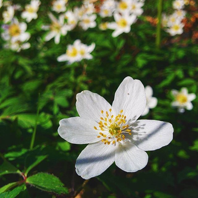 CLOSE-UP OF WHITE FLOWERS BLOOMING