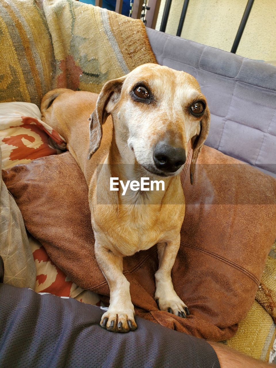 High angle portrait of dachshund relaxing on sofa at home