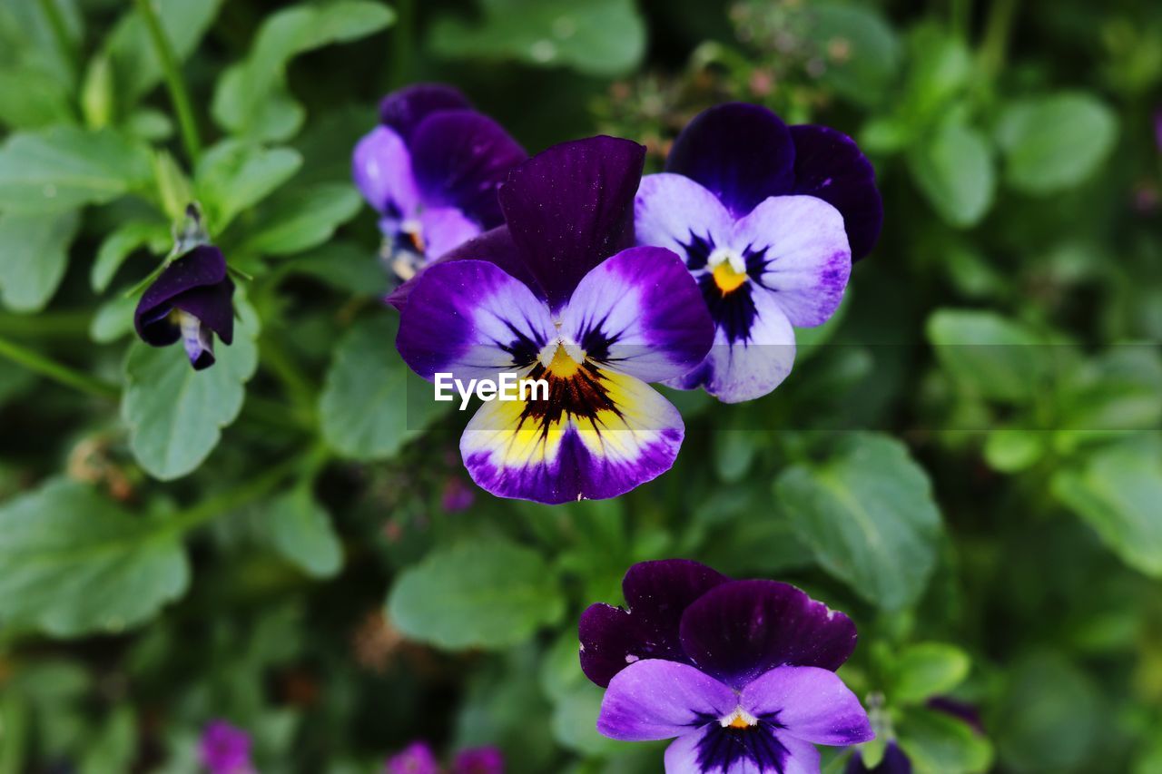 Close-up of purple flowering plant