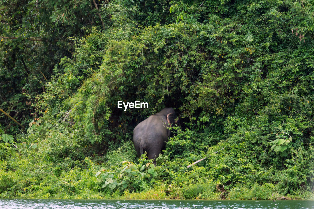 Elephant calf against trees