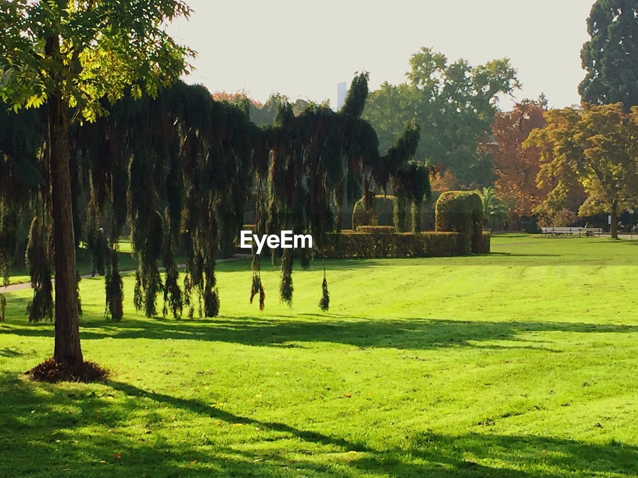 TREES AND GRASS AGAINST SKY