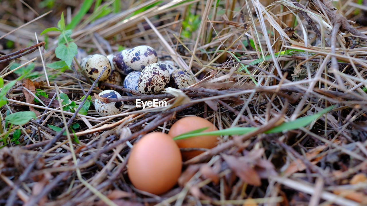 HIGH ANGLE VIEW OF EGGS IN FIELD