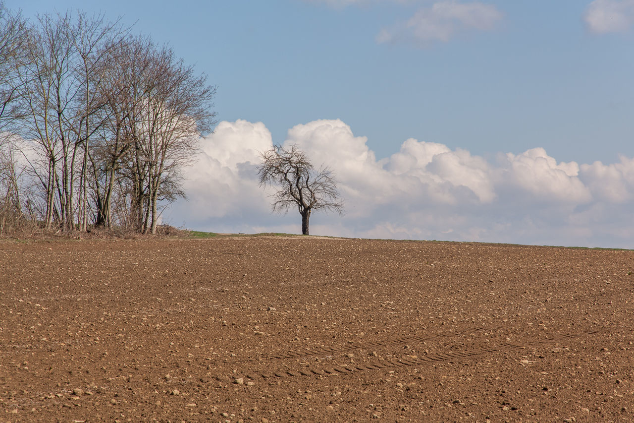 Bare trees on field against sky