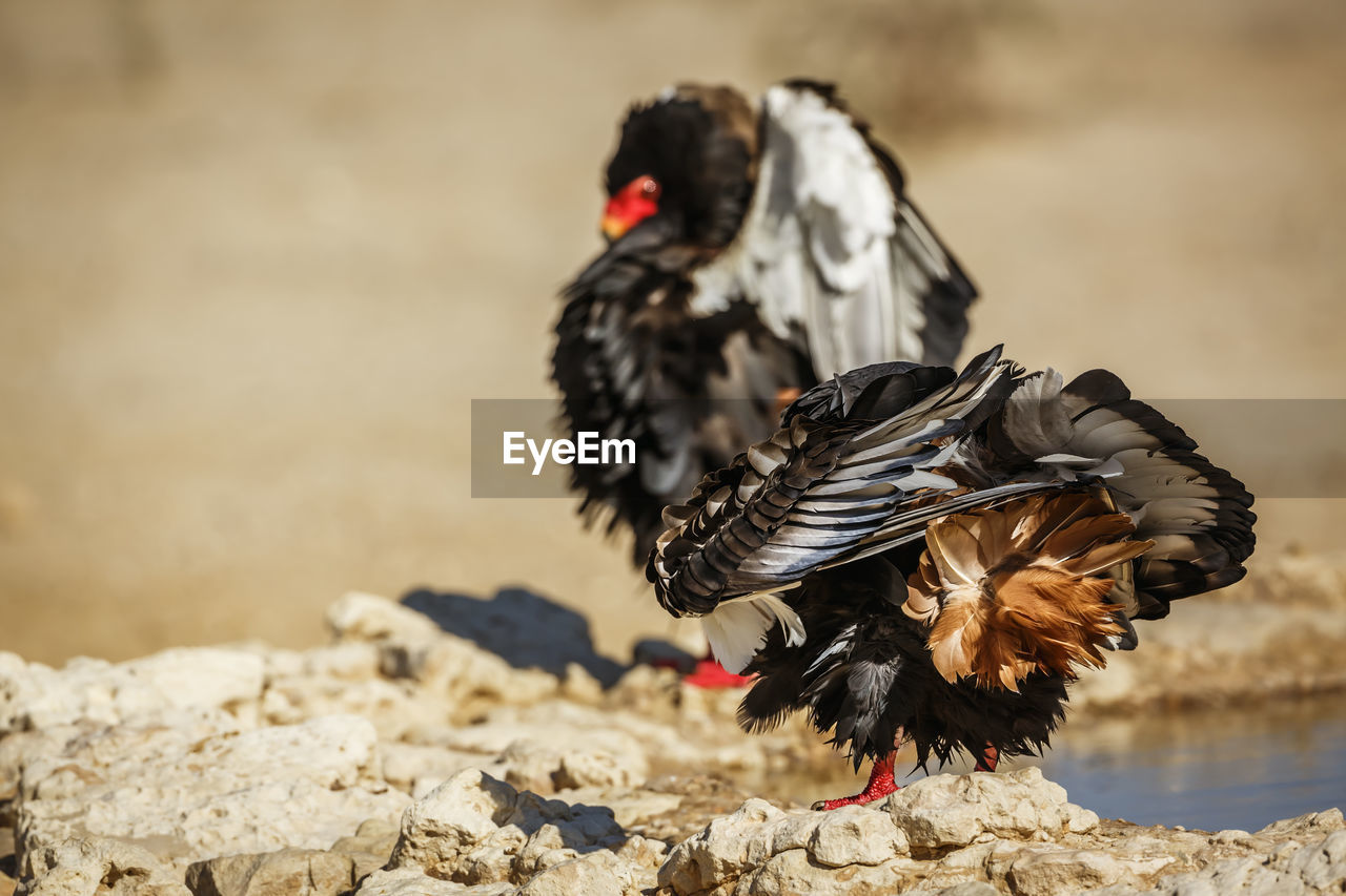 bird, animal themes, animal, animal wildlife, nature, wildlife, one animal, chicken, domestic animals, livestock, outdoors, focus on foreground, close-up, no people, day, wing, flying, beak, black, pet