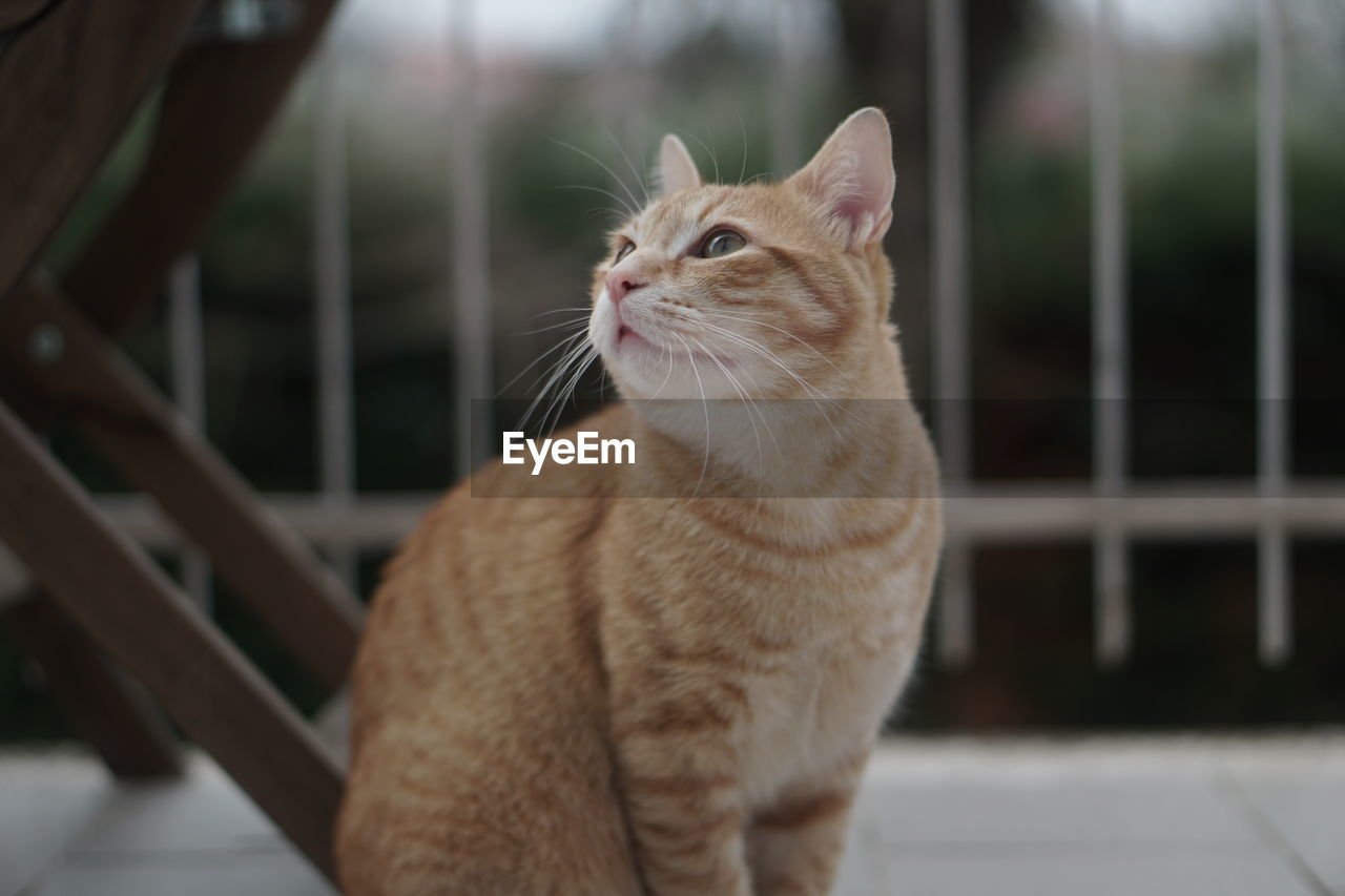 CLOSE-UP OF CAT LOOKING AWAY OUTDOORS