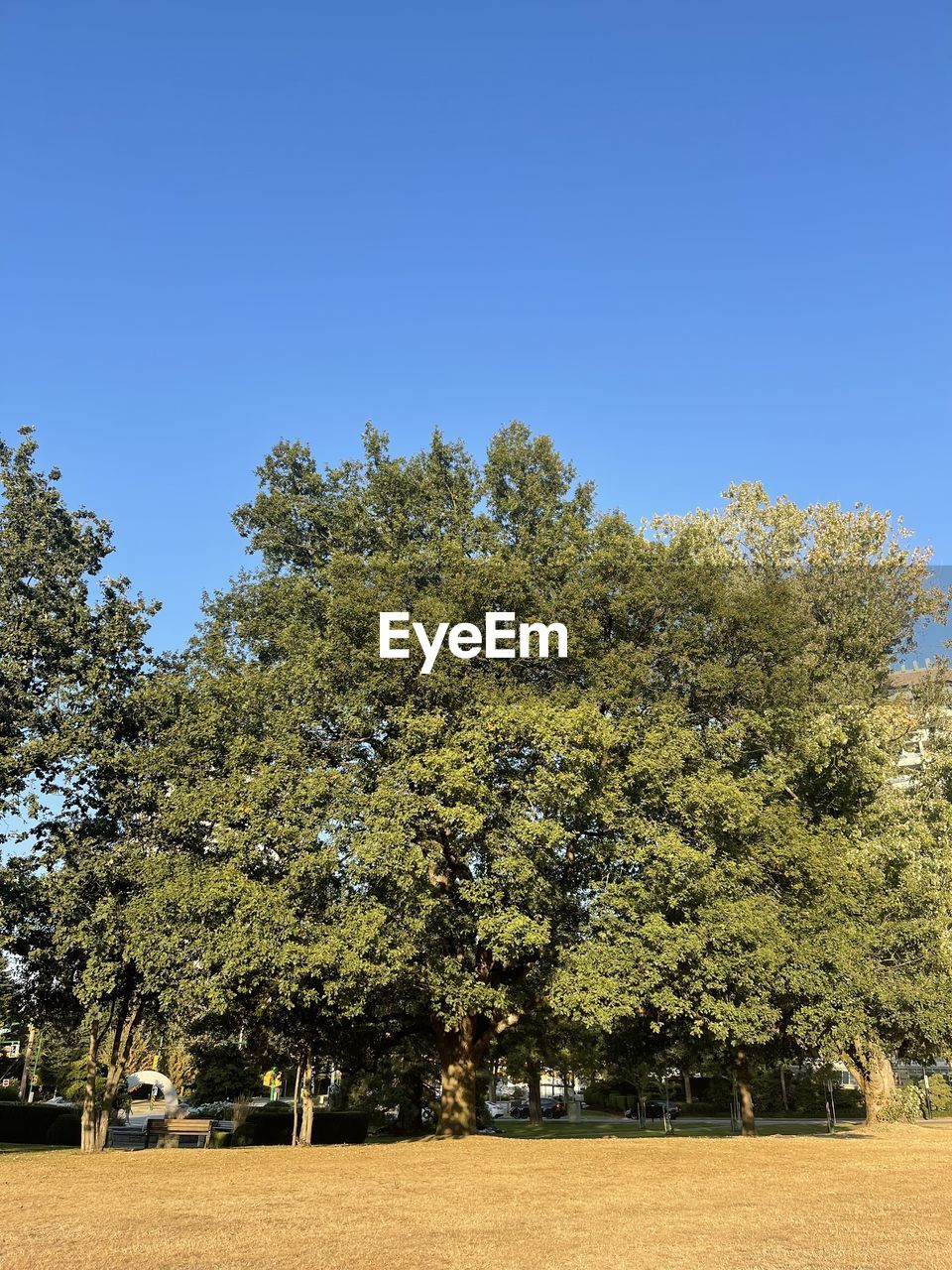 plant, tree, sky, leaf, nature, growth, clear sky, blue, green, no people, day, yellow, low angle view, sunlight, outdoors, beauty in nature, sunny, flower, autumn