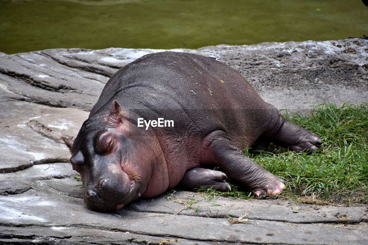 Baby hippo being lazy on a rock in the sunshine