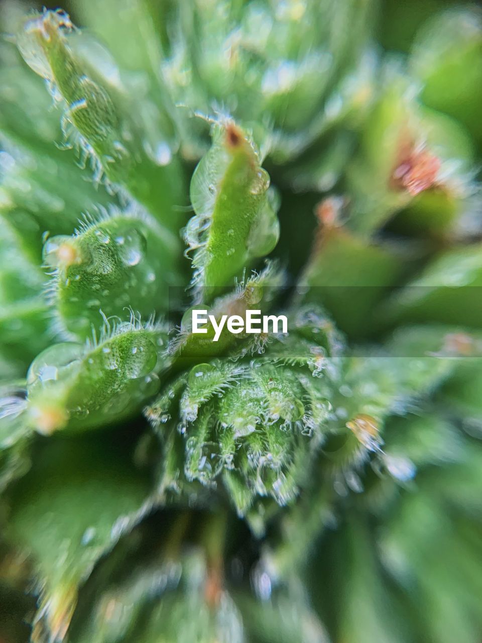 CLOSE-UP OF RAINDROPS ON LEAVES