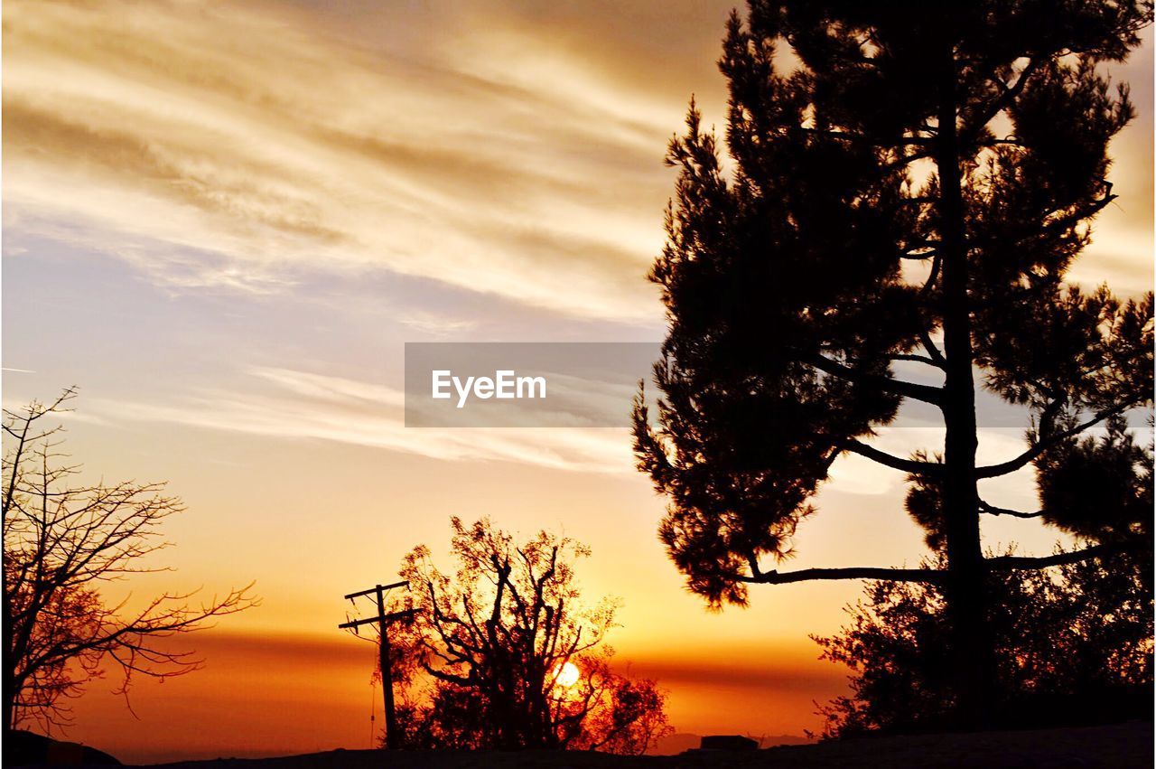 LOW ANGLE VIEW OF SILHOUETTE TREE AGAINST ORANGE SKY