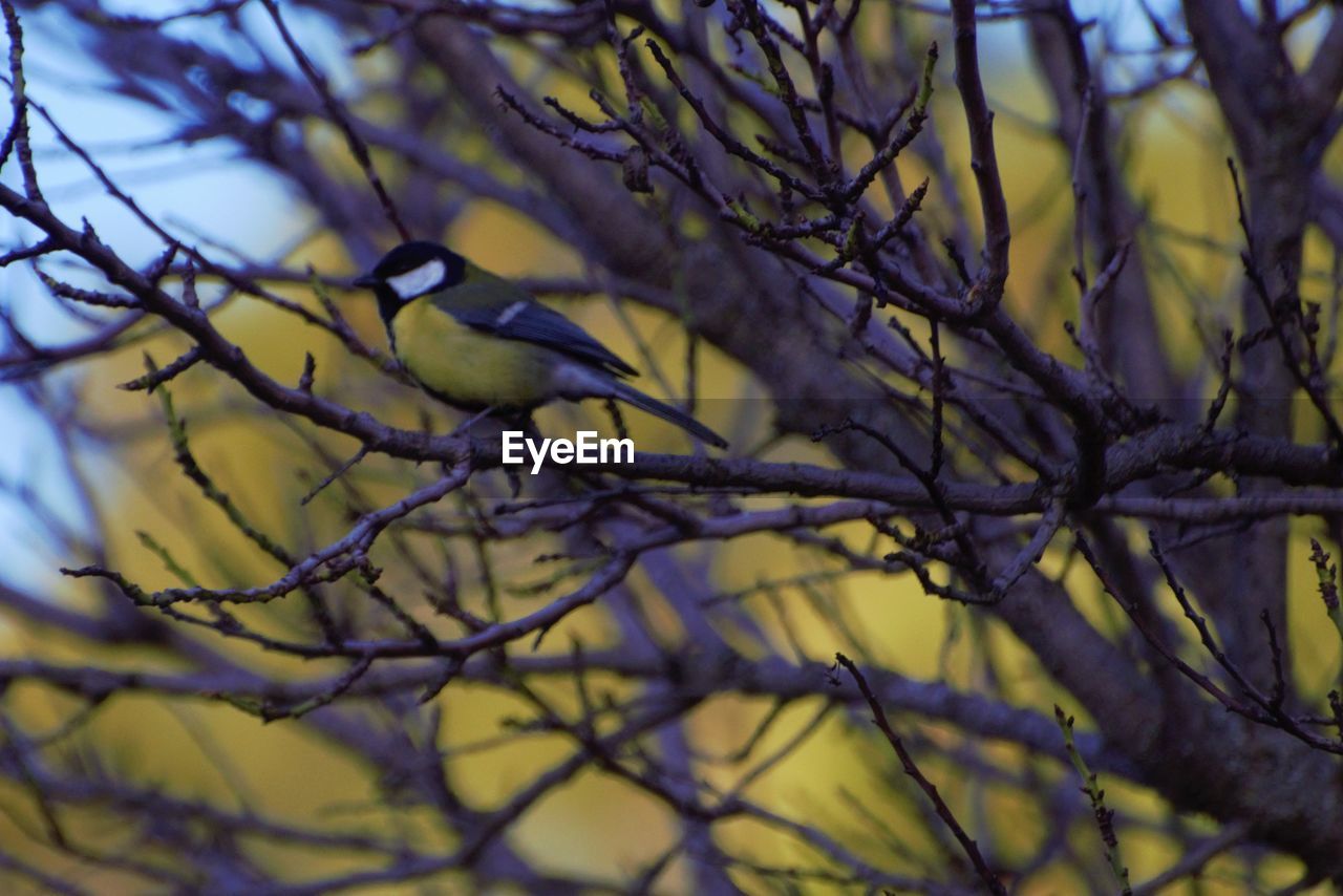 CLOSE-UP OF BIRD PERCHING ON BARE TREE