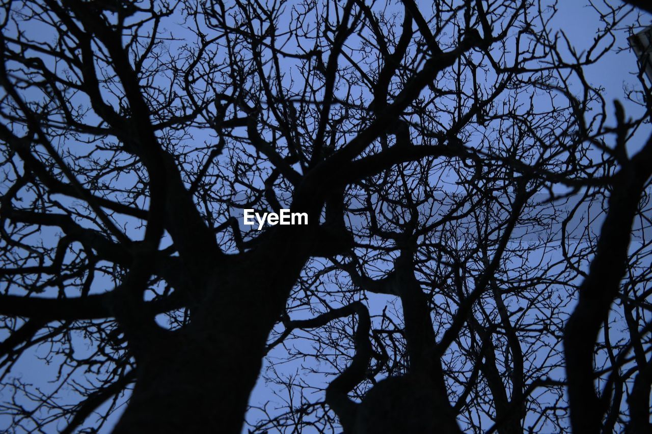 Low angle view of silhouette bare trees against sky