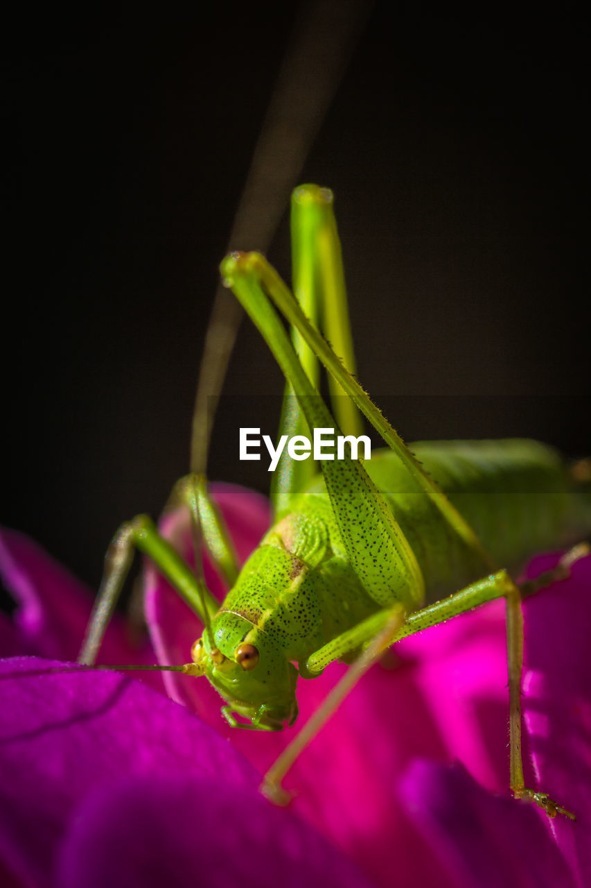 CLOSE-UP OF GREEN INSECT ON LEAF