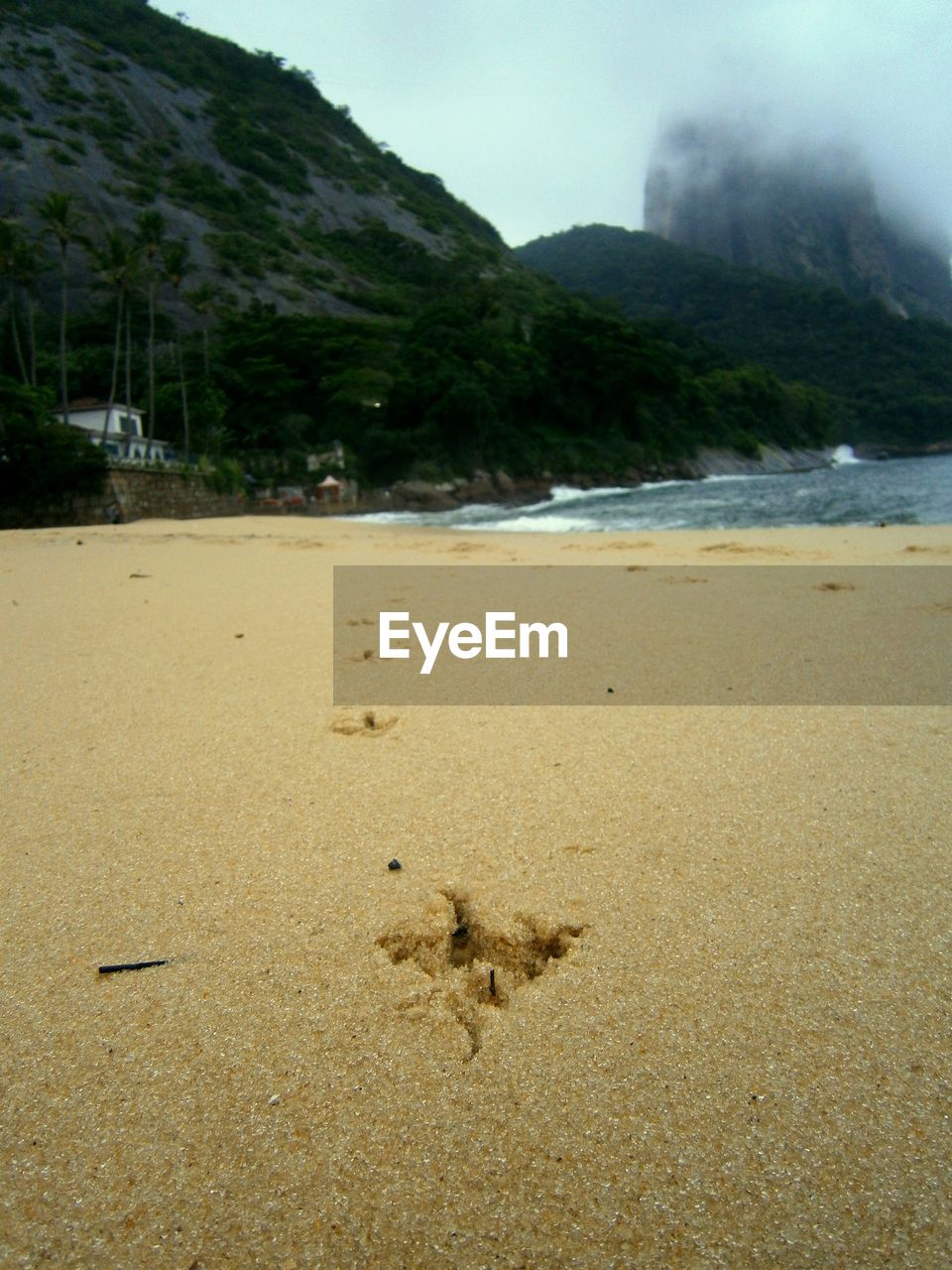 CLOSE-UP OF LIZARD ON BEACH