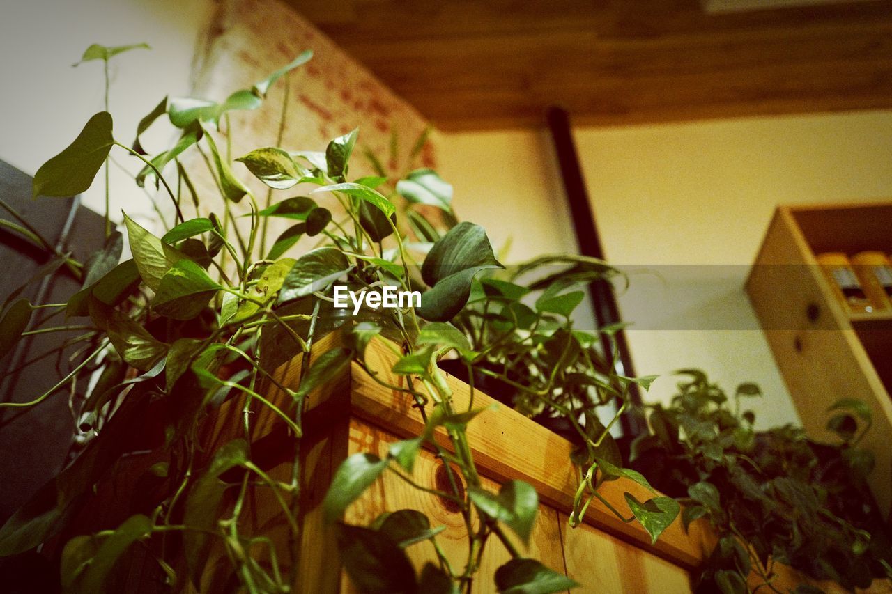 CLOSE-UP OF POTTED PLANT IN POT