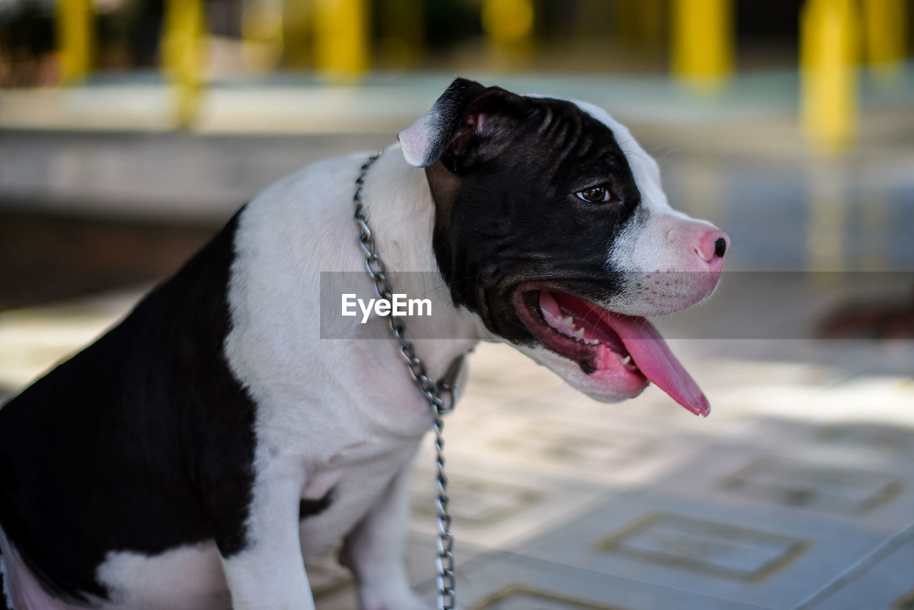 Close-up of dog looking away