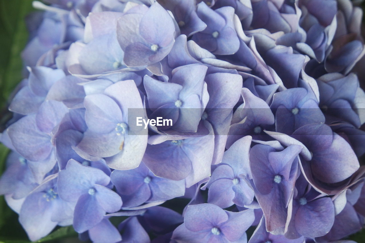 flower, beauty in nature, plant, flowering plant, freshness, purple, blue, close-up, nature, petal, growth, fragility, lilac, inflorescence, hydrangea, flower head, no people, springtime, day, outdoors, botany, lavender, focus on foreground