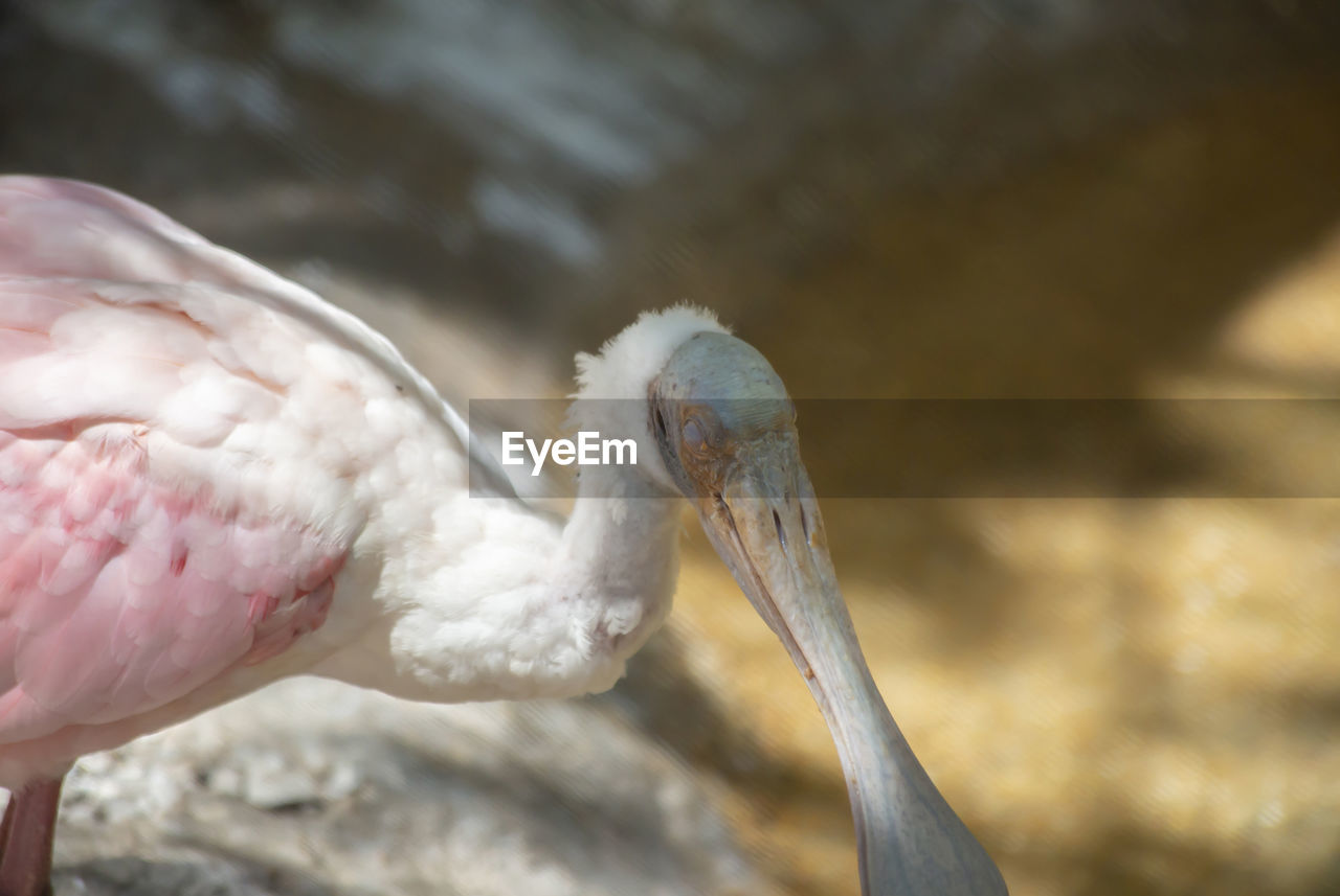 CLOSE-UP OF A BIRD ON A PINK FLOWER