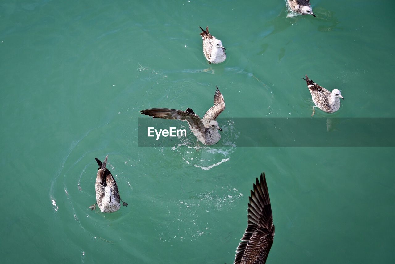 HIGH ANGLE VIEW OF MALLARD DUCKS SWIMMING ON LAKE