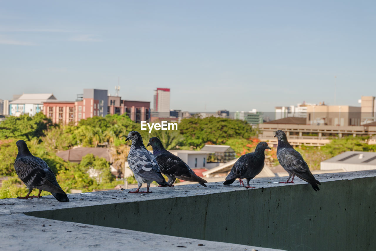 BIRDS PERCHING ON RETAINING WALL AGAINST BUILDINGS