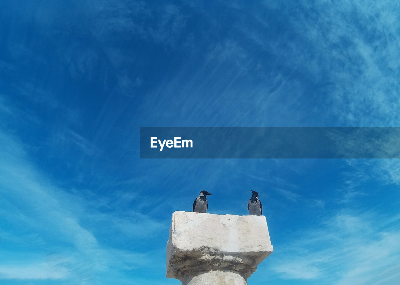 LOW ANGLE VIEW OF BIRDS ON ROCK