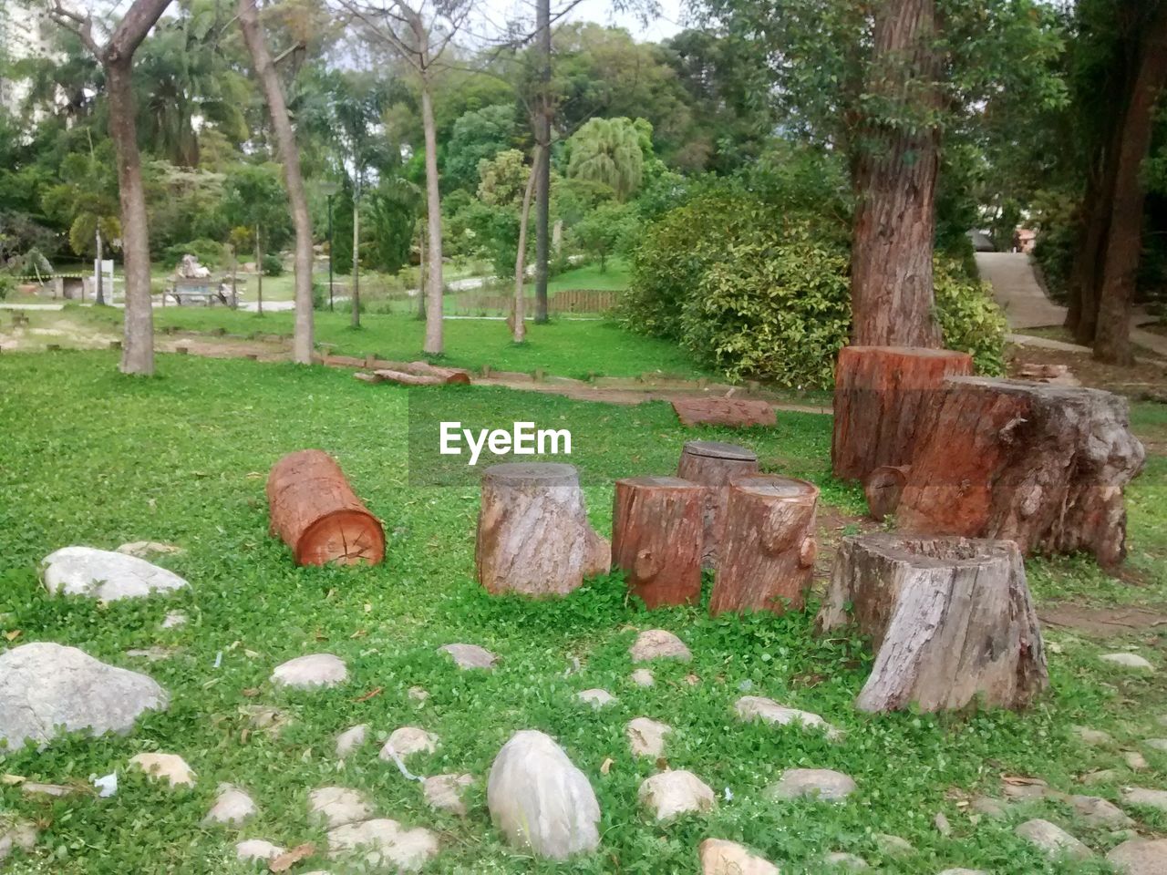 VIEW OF TREES ON GRASS