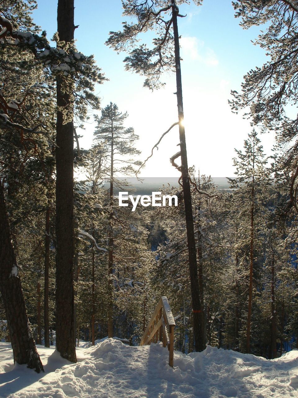 Trees growing in forest during winter