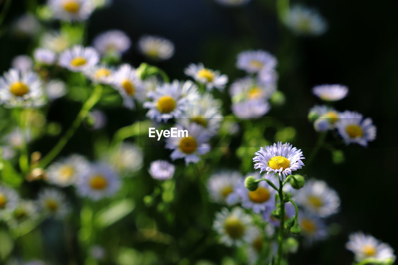 Close up of annual fleabane flower.