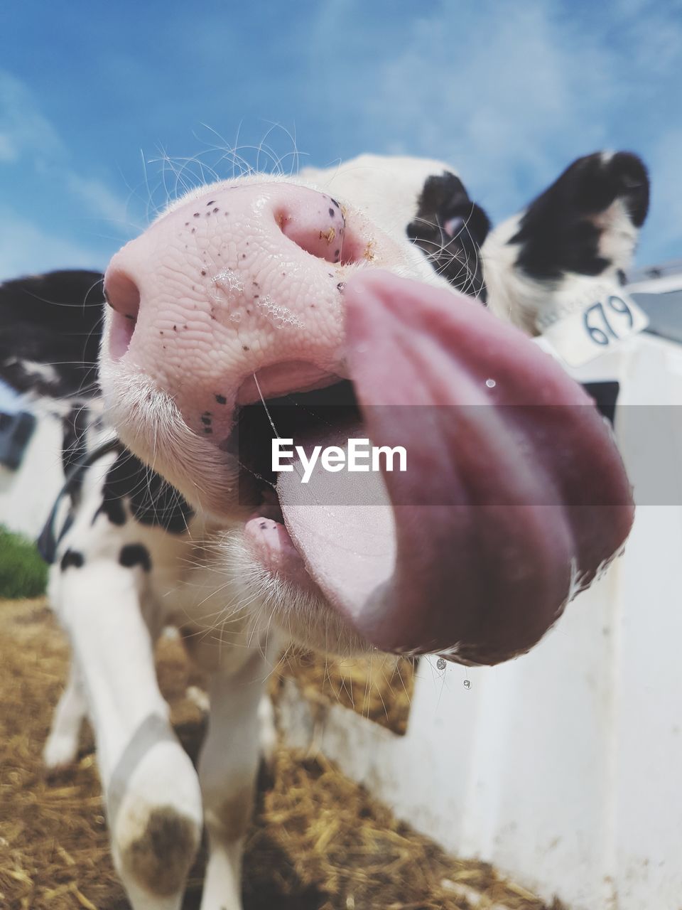 Extreme close-up of cow tongue against sky