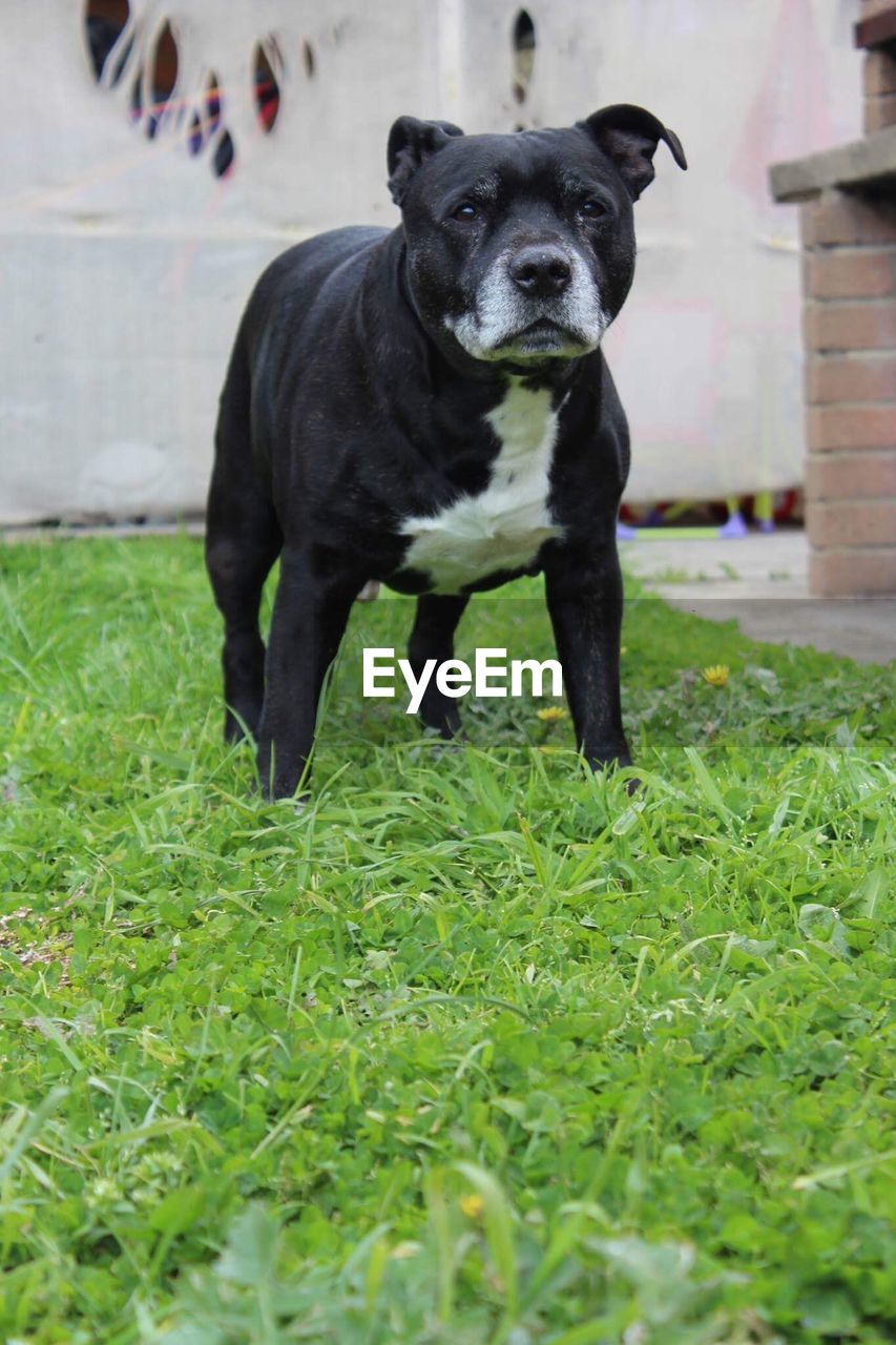 Low angle view of black dog standing on lawn