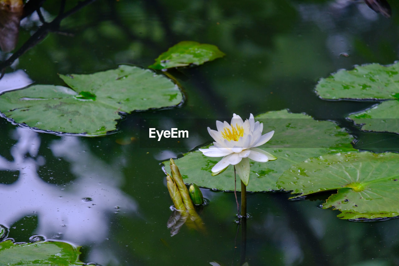 LOTUS WATER LILY IN LAKE