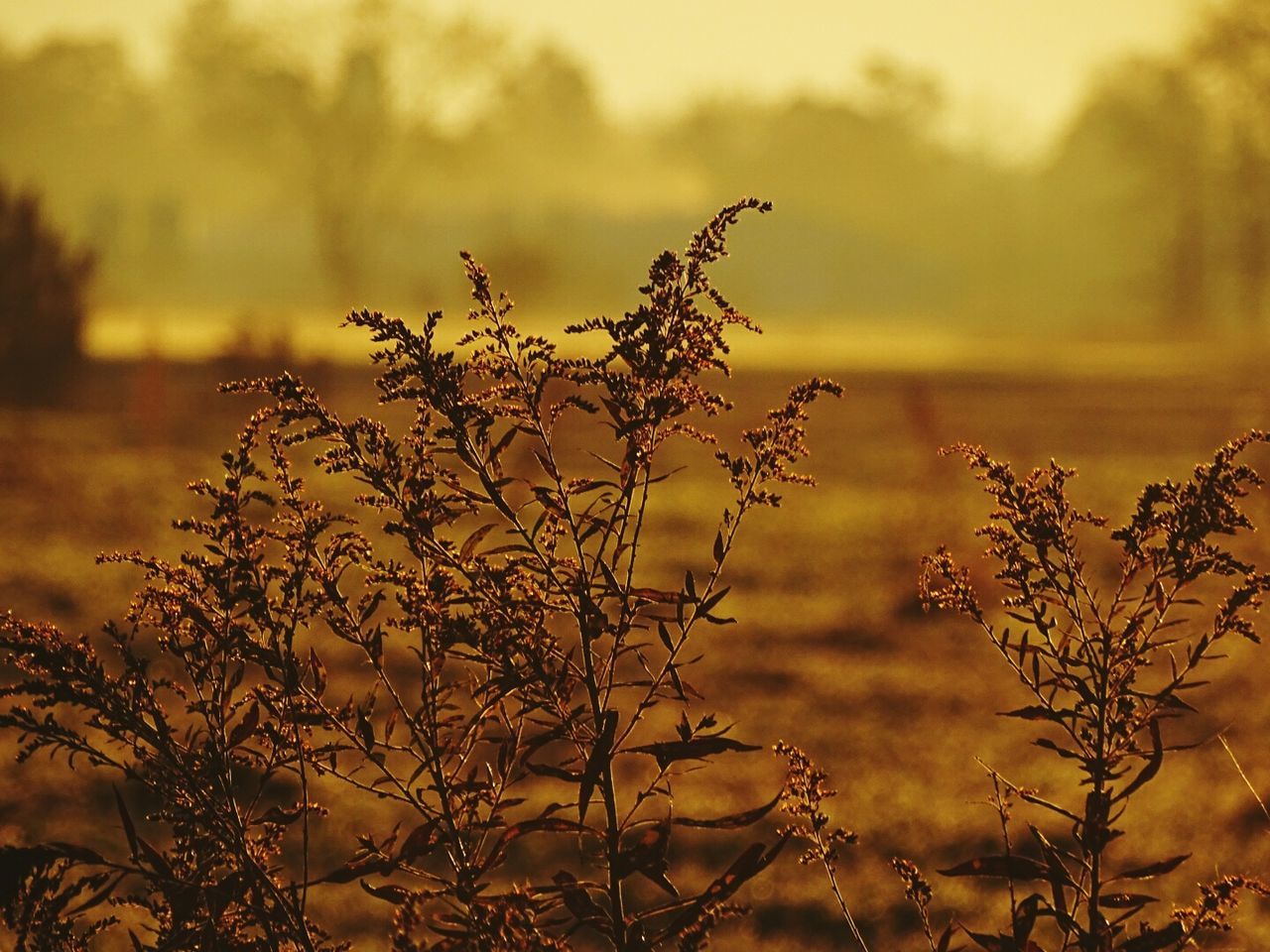 Close-up of plants on field during sunset