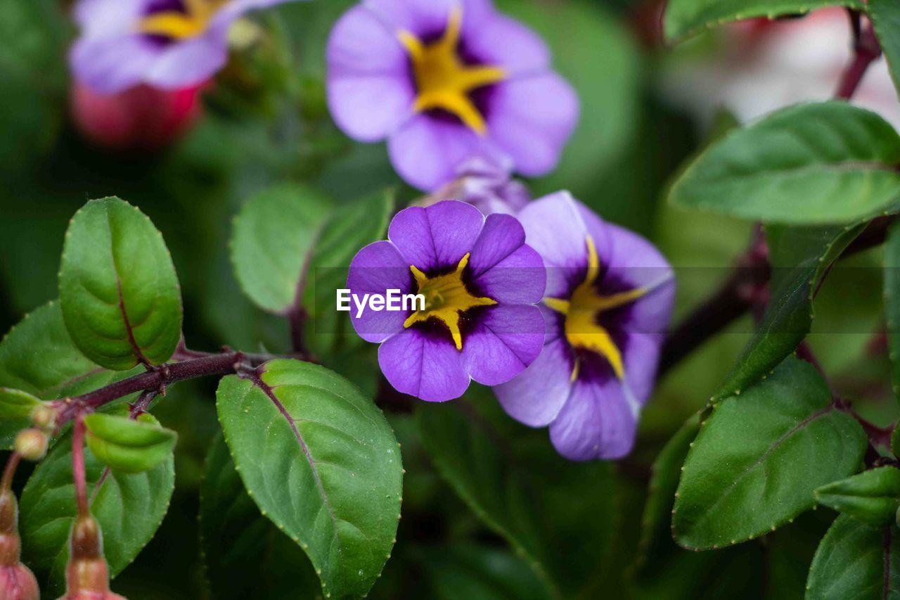 CLOSE-UP OF FLOWERING PLANTS