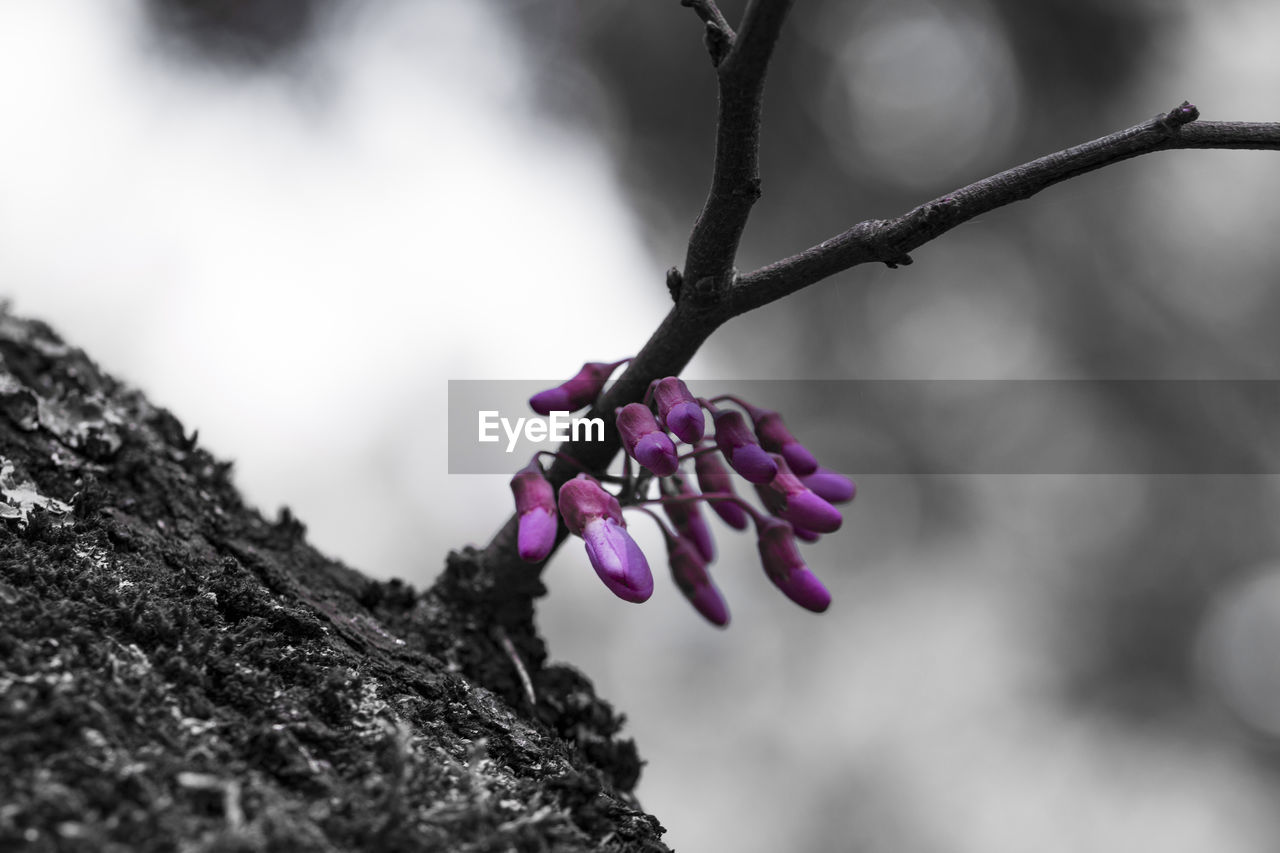 Close-up of purple flowering plant