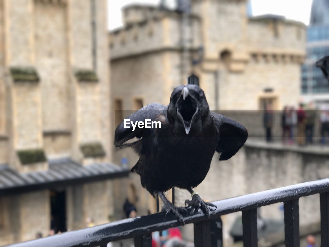 BIRD PERCHING ON RAILING AGAINST BUILDINGS