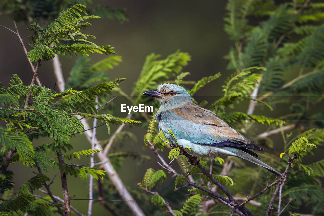 BIRD PERCHING ON BRANCH