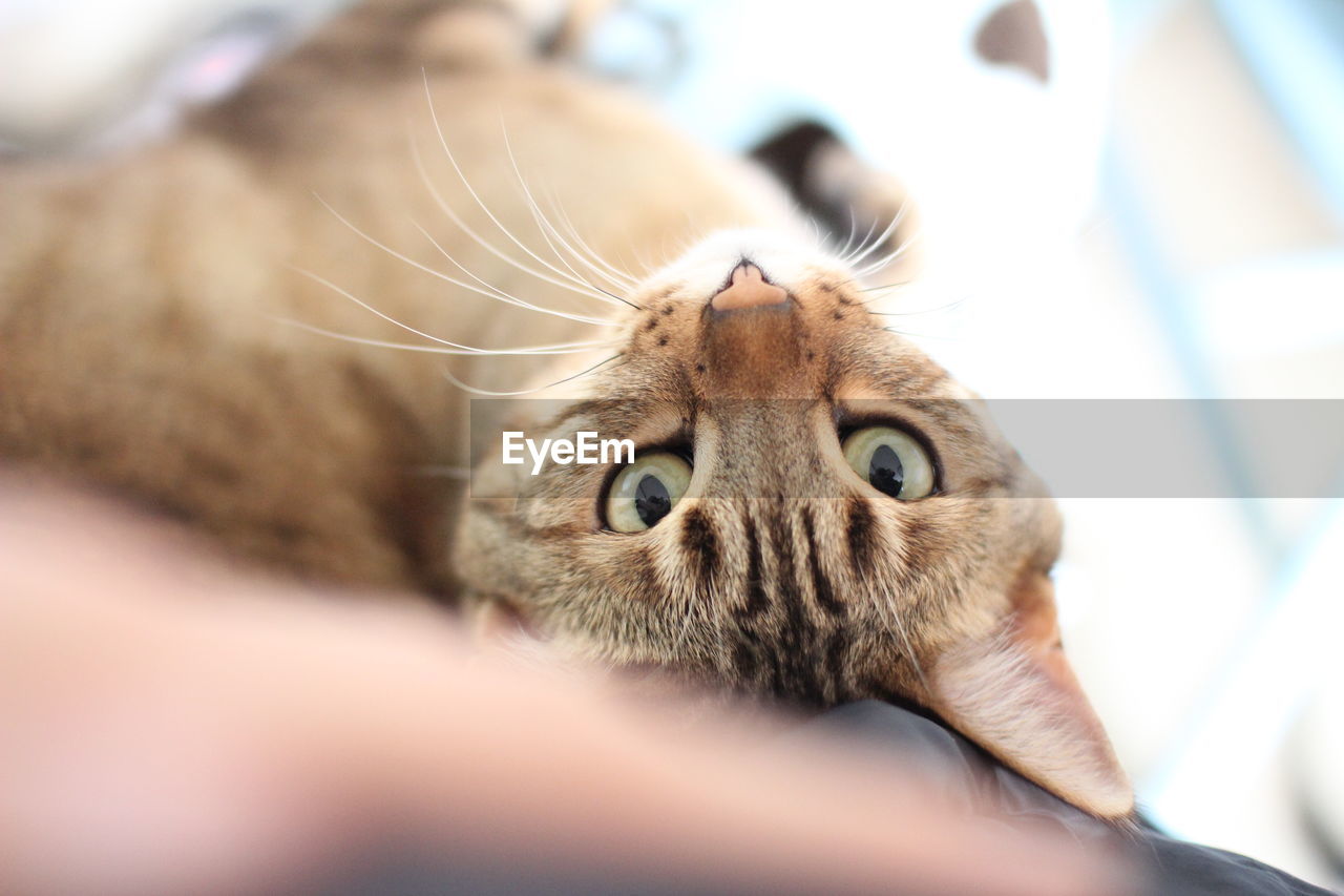 High angle portrait of tabby cat