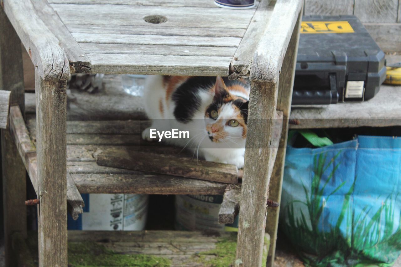 PORTRAIT OF CAT BY WOODEN STRUCTURE