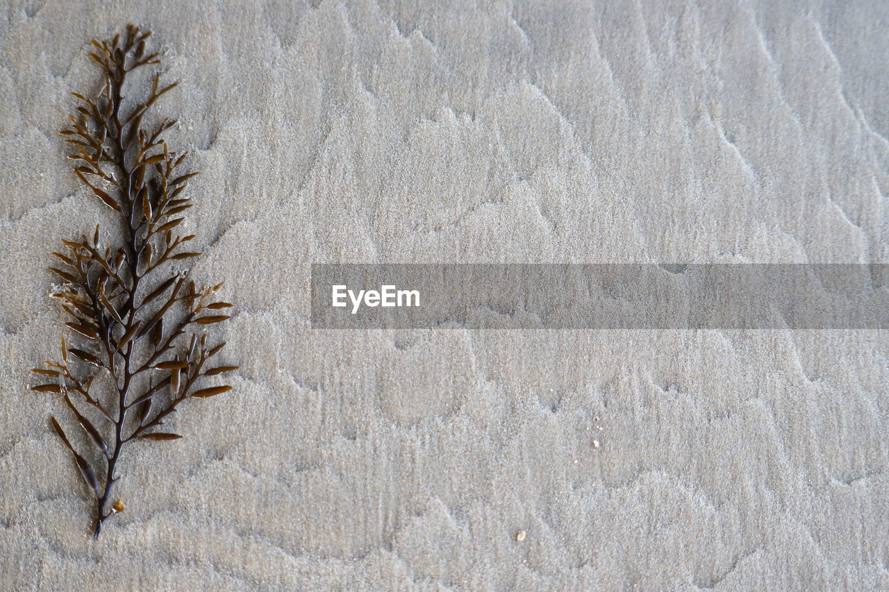 Full-frame of sand pattern with seaweed frond.