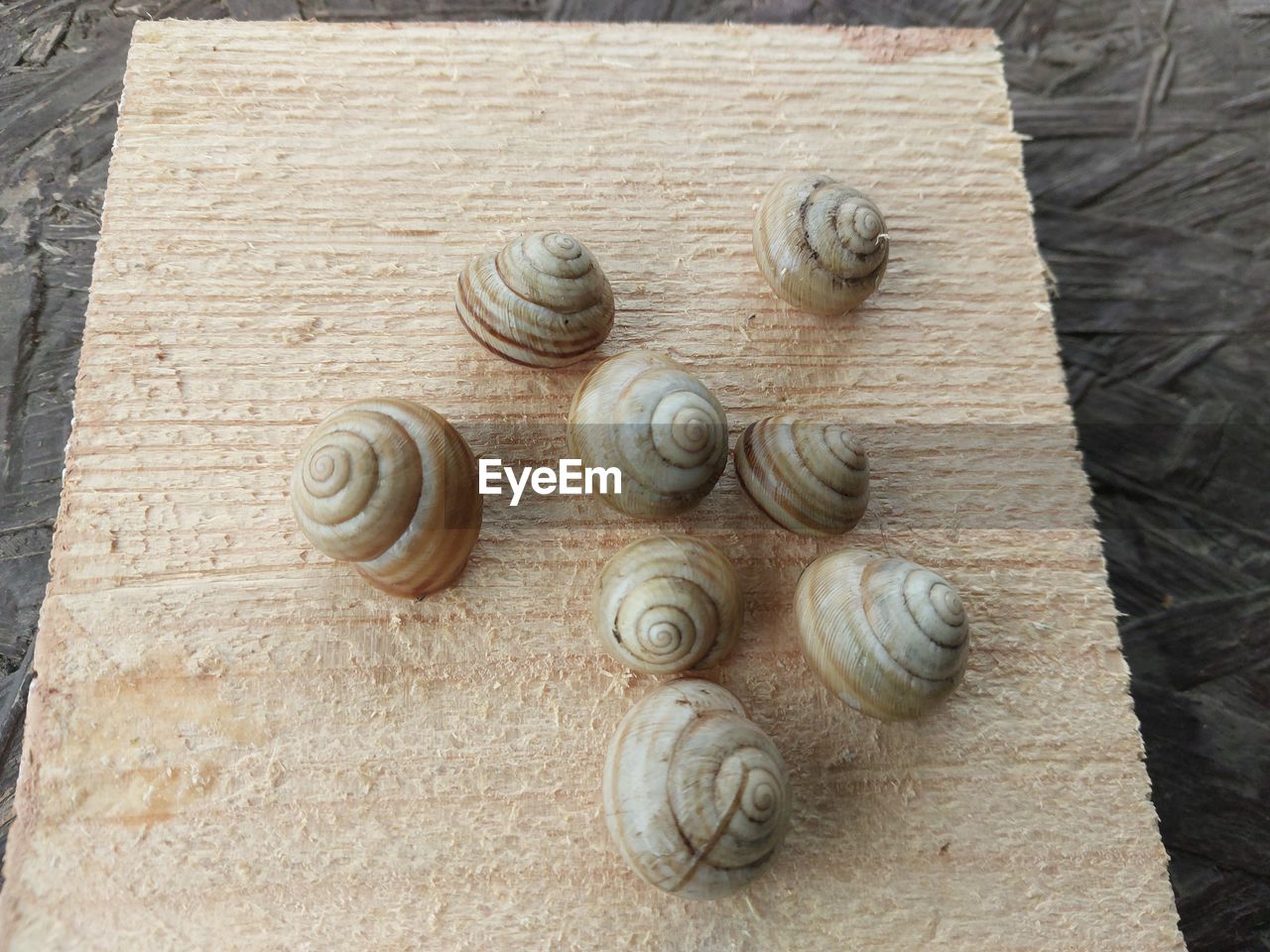 shell, animal shell, animal wildlife, high angle view, no people, mollusk, animal, wood, spiral, snail, animal themes, gastropod, close-up, pattern, nature, seashell, day, wildlife