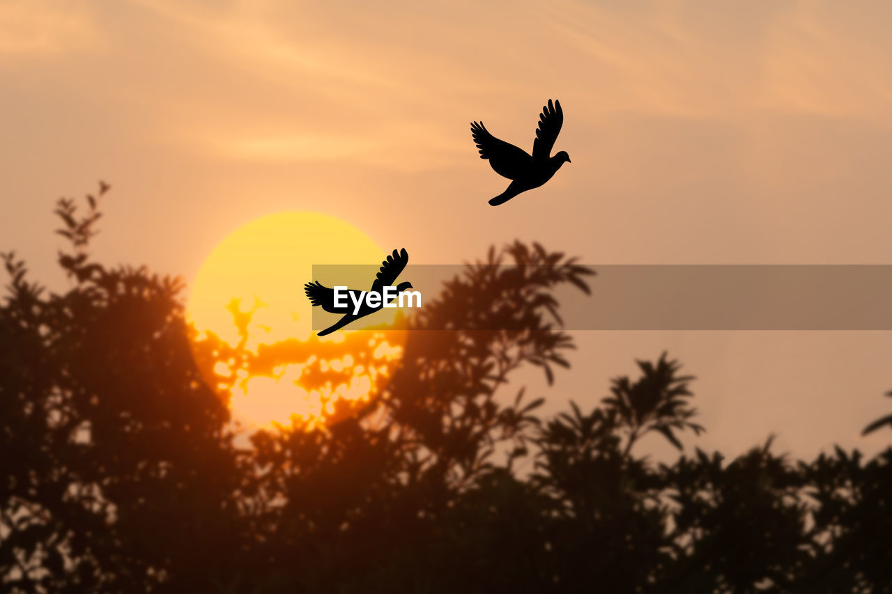 SILHOUETTE BIRD FLYING OVER ORANGE SKY