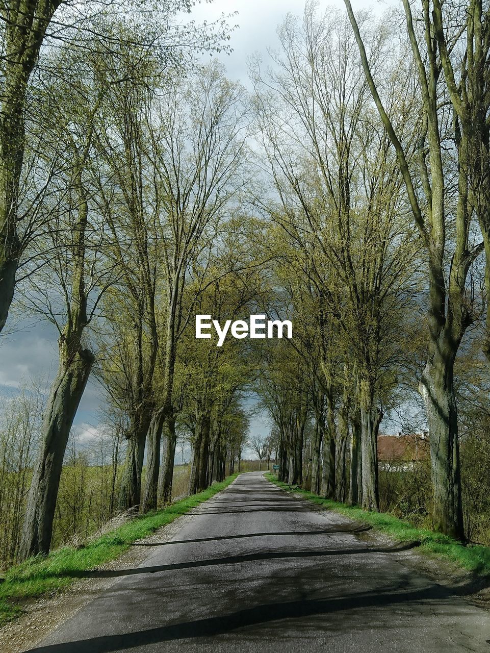 ROAD AMIDST BARE TREES IN FOREST AGAINST SKY