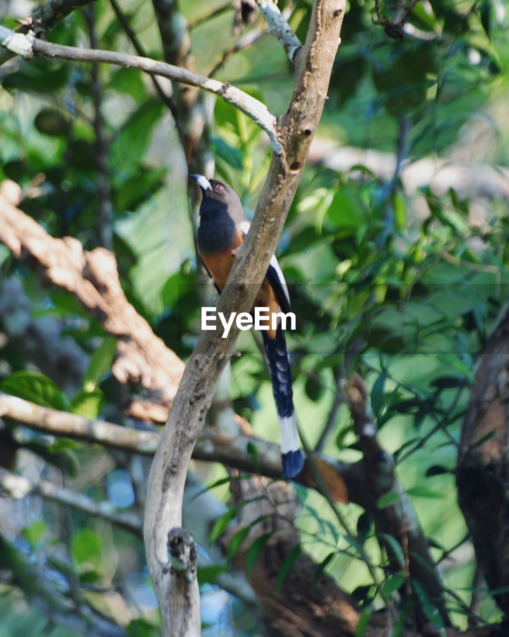 tree, animal themes, animal, animal wildlife, wildlife, plant, branch, bird, nature, one animal, perching, no people, leaf, forest, plant part, outdoors, beauty in nature, jungle, environment, day, focus on foreground, land