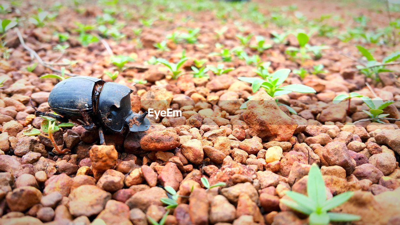 Insect on stone covered field